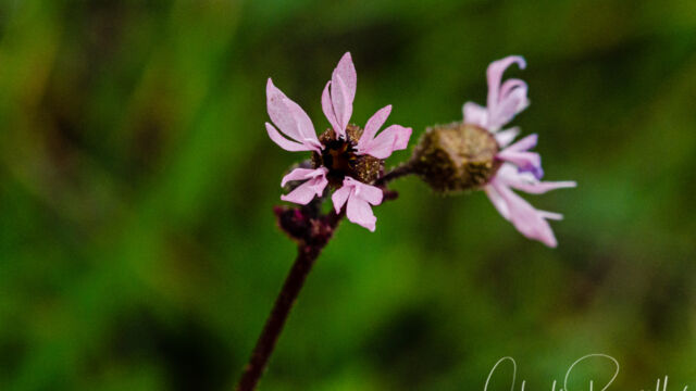 Lithophragma glabrum Bulbous woodland star, Lithophragma glabrum