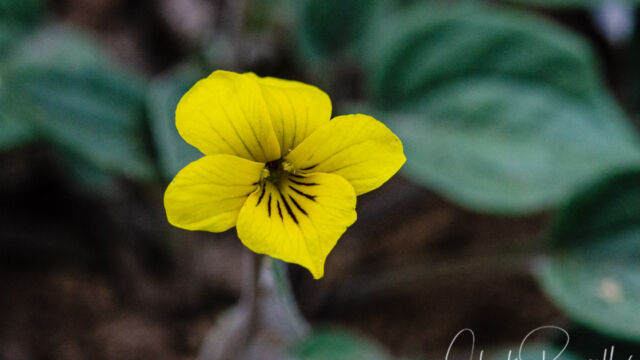 Viola purpurea Goosefoot violet, Viola purpurea
