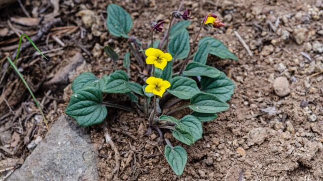 Viola purpurea Goosefoot violet, Viola purpurea