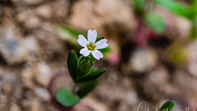 Microsteris gracilis Slender phlox, Microsteris gracilis