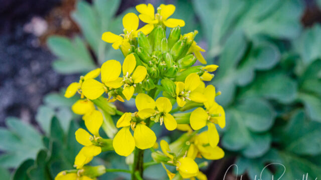 Erysimum perenne Sanddune wallflower, Erysimum perenne