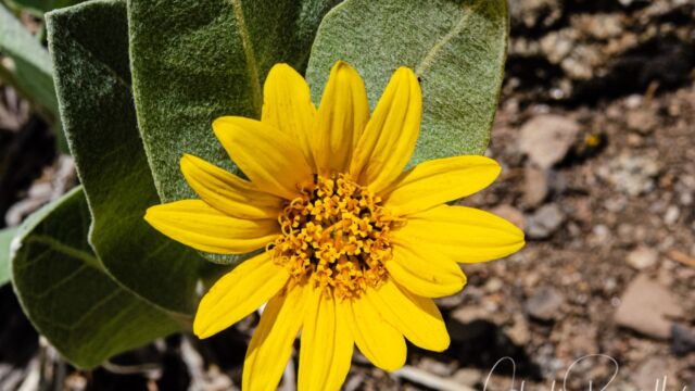 Wyethia mollis Woolly mule ears, Wyethia mollis