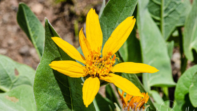 Arrowleaf balsamroot, Balsamorhiza sagittata Arrowleaf balsamroot, Balsamorhiza sagittata