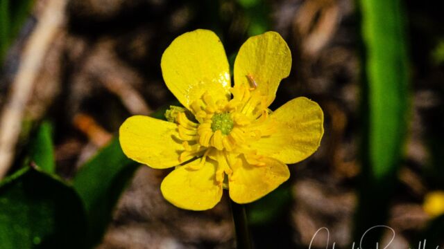 Plantainleaf buttercup, Ranunculus alismifolius Plantainleaf buttercup, Ranunculus alismifolius