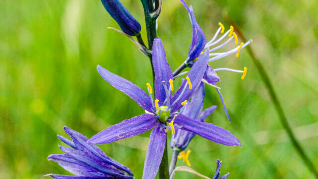 Camassia quamash ssp. breviflora Small camas, Camassia quamash