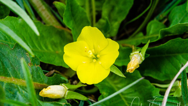Taraxia subacaulis Long leaved suncup, Taraxia subacaulis