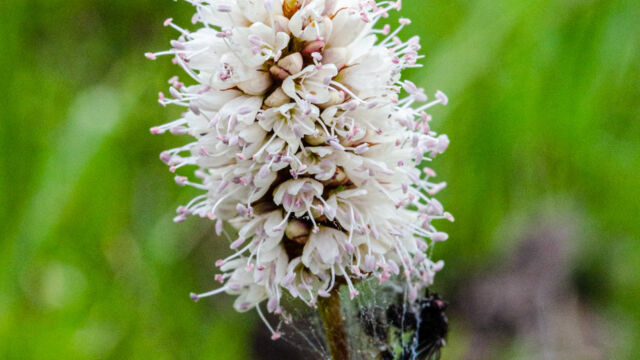 Bistorta bistortoides American bistort, Bistorta bistortoides