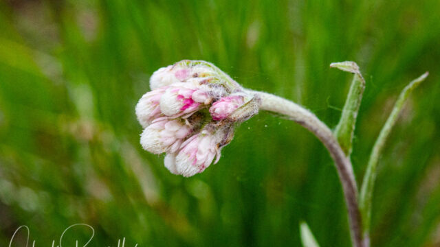 Antennaria rosea Rosy pussytoes, Antennaria rosea