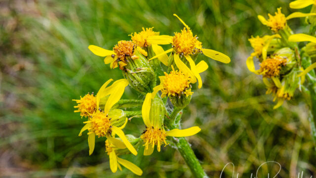 Senecio integerrimus var. major Lambstongue ragwort, Senecio integerrimus var. major
