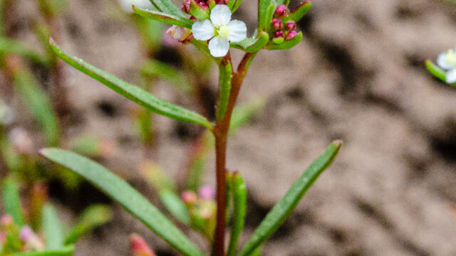 Gayophytum humile Dwarf groundsmoke, Gayophytum humile