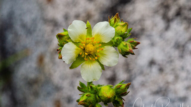 Drymocallis glandulosa Sticky cinquefoil, Drymocallis glandulosa
