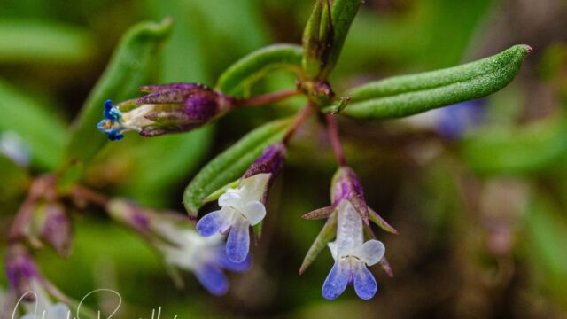 Collinsia parviflora Small flowered blue eyed mary, Collinsia parviflora