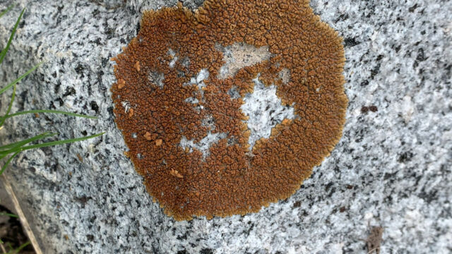 a member of Common Lichens Class Lecanoromycetes Family Teloschistaceaea