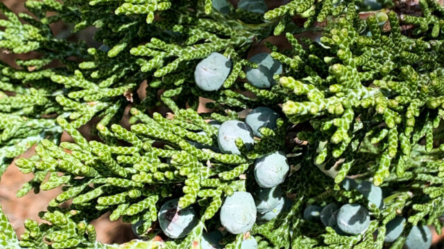 Juniperus grandis Sierra juniper, Juniperus grandis