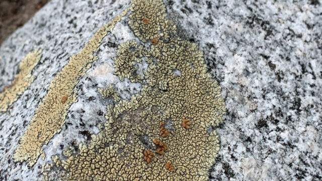 Dimelaena oreina Golden Moonglow Lichen, Dimelaena oreina