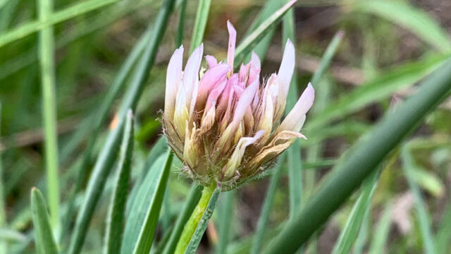Trifolium longipes Longstalk clover, Trifolium longipes