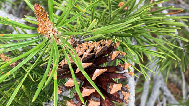Pinus contorta Lodgepole pine, Pinus contorta