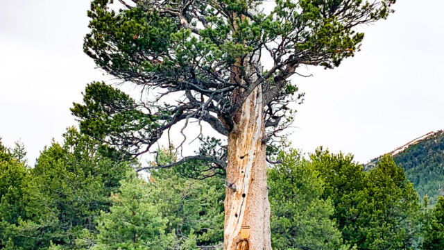 Juniperus grandis Sierra juniper, Juniperus grandis