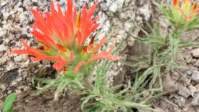 Wavy leaf paintbrush, Castilleja applegatei Wavy leaf paintbrush, Castilleja applegatei