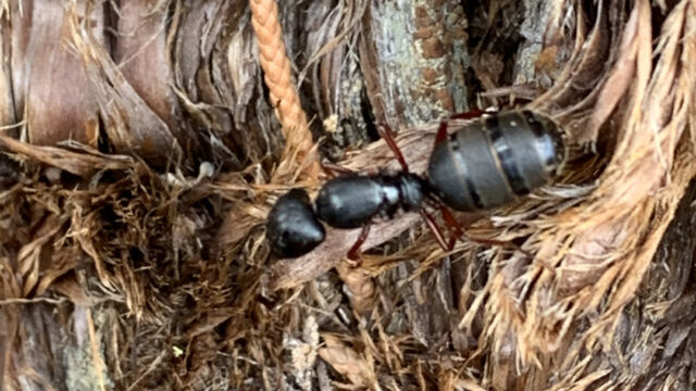 Camponotus modoc Western Carpenter Ant, Camponotus modoc