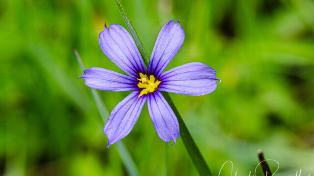 Sisyrinchium bellum Western blue eyed grass, Sisyrinchium bellum