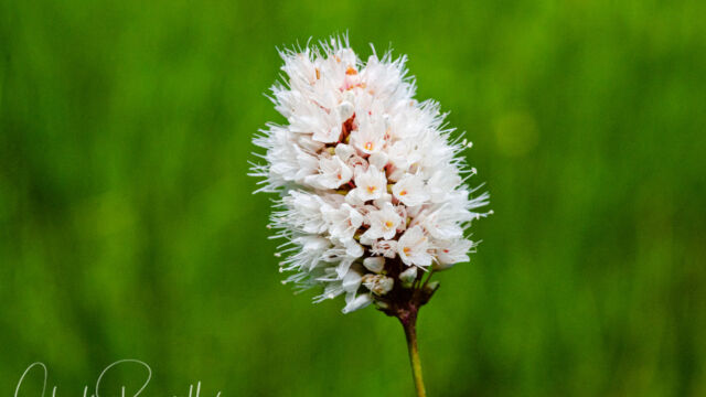 Bistorta bistortoides American bistort, Bistorta bistortoides