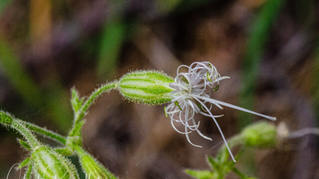 ilene lemmonii Lemmon's catchfly, Silene lemmonii