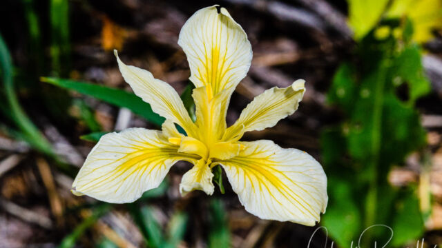 ris hartwegii Hartweg's iris (aka Rainbow iris), Iris hartwegii