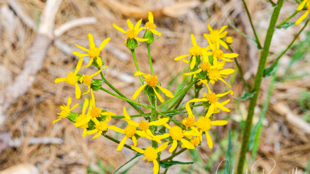 Senecio integerrimus var. major Lambstongue ragwort, Senecio integerrimus var. major