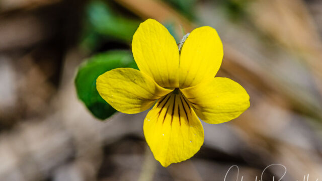 Viola purpurea Goosefoot violet, Viola purpurea