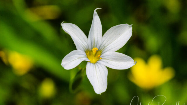 Sisyrinchium bellum, white form Western blue eyed grass, Sisyrinchium bellum, white form