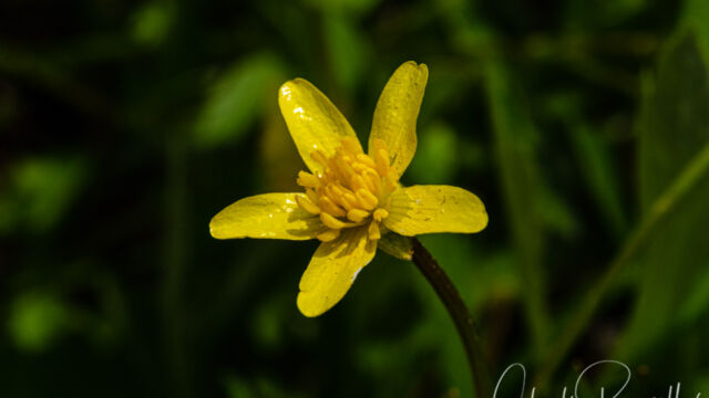 Ranunculus occidentalis Western buttercup, Ranunculus occidentalis