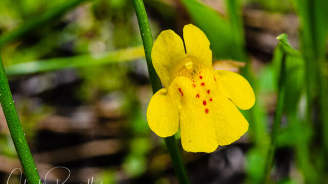 Erythranthe guttata Seep monkey flower, Erythranthe guttata