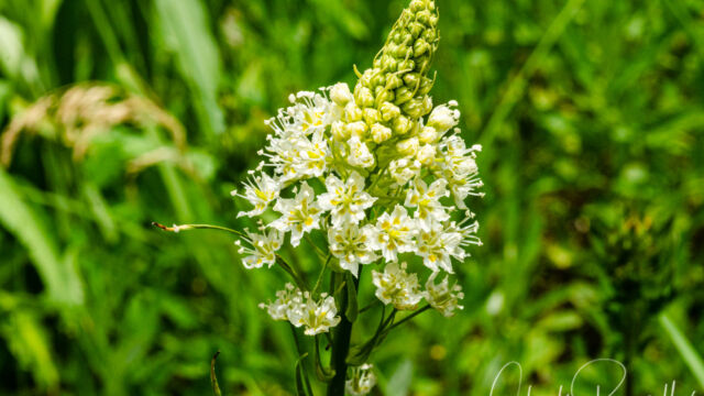 Toxicoscordion venenosum var. venenosum Meadow deathcamas, Toxicoscordion venenosum var. venenosum