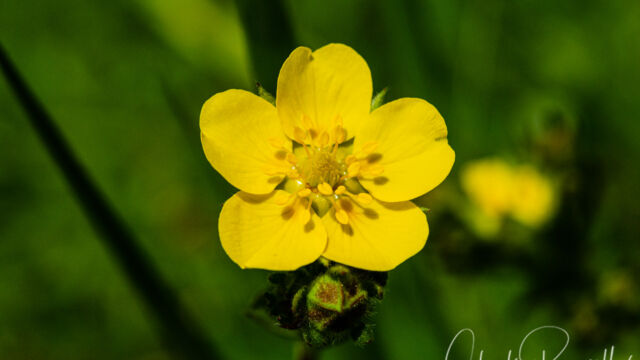 Potentilla gracilis var. fastigiata Slender cinquefoil, Potentilla gracilis var. fastigiata