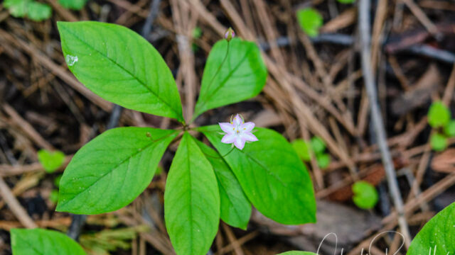 Lysimachia latifolia Pacific starflower, Lysimachia latifolia