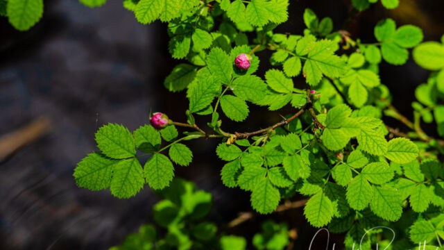 Rosa sp. Rose, Rosa sp.