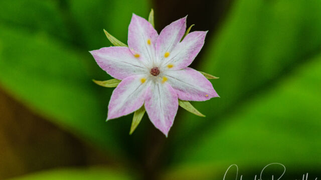 Lysimachia latifolia Pacific starflower, Lysimachia latifolia