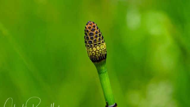 Equisetum sp. Horsetail, Equisetum sp.
