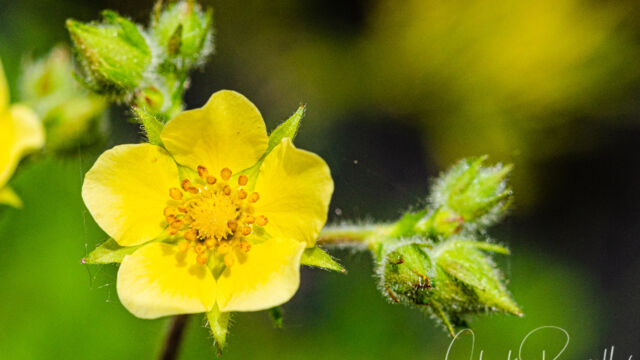 Drymocallis glandulosa Sticky cinquefoil, Drymocallis glandulosa