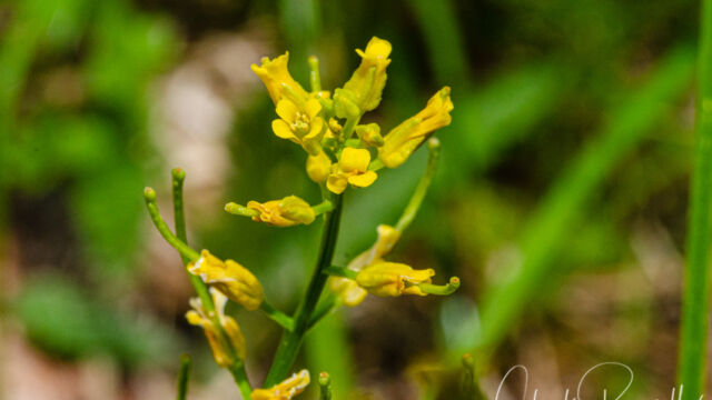 Barbarea orthoceras American Yellowrocket, Barbarea orthoceras