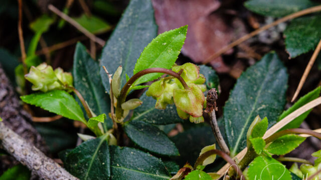 Chimaphila menziesii Little prince's pine, Chimaphila menziesii