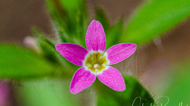 Collomia heterophylla Variableleaf collomia, Collomia heterophylla