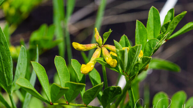 Hosackia pinnata, but not sure as flowers not fully open (glabrous leaves) Pinnate lotus, Hosackia pinnata