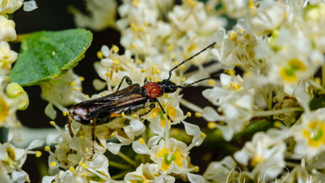 Callimoxys fuscipennis. On Ceanothus cordulatus Longhorn beetle, Callimoxys fuscipennis