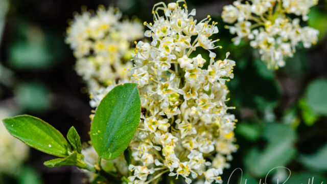 Ceanothus cordulatus Mountain whitethorn, Ceanothus cordulatus