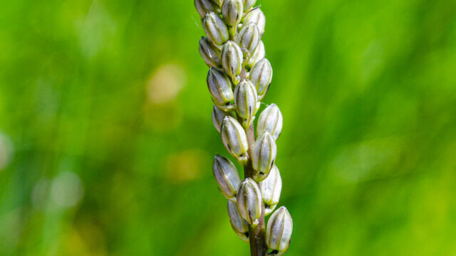 Hastingsia alba White rushlily, Hastingsia alba