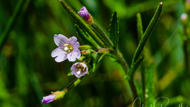 Epilobium ciliatum Fringed willowherb, Epilobium ciliatum