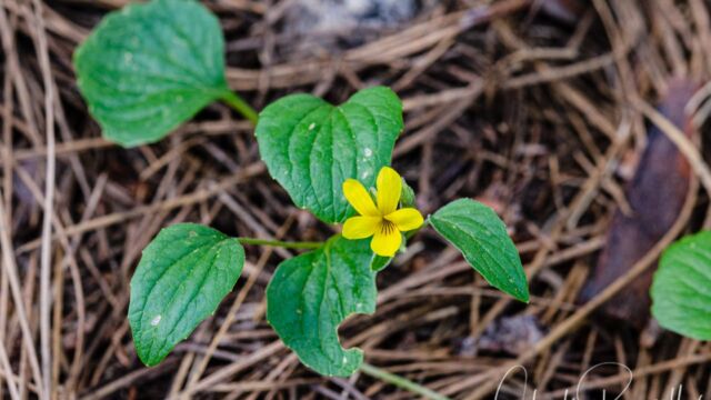 Viola purpurea Goosefoot violet, Viola purpurea