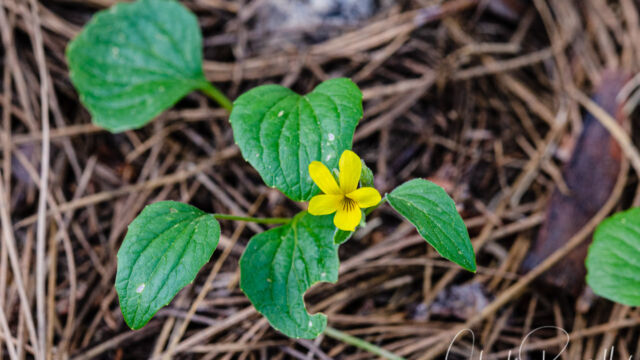 Viola purpurea Goosefoot violet, Viola purpurea